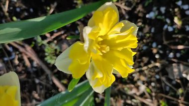 Güneşli bahar gününde çiçek açan narsis çiçeği. Narcissus çeşitliliğinde çeşitli muz serpintisi. Yeşil saplı ve yapraklı mantarlı beyaz yapraklar üzerine sarı yapraklar.