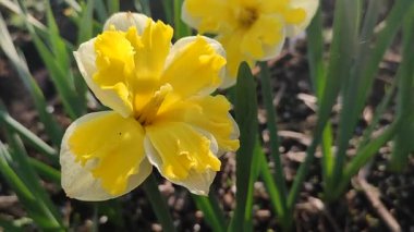 Güneşli bahar gününde çiçek açan narsis çiçeği. Narcissus çeşitliliğinde çeşitli muz serpintisi. Yeşil saplı ve yapraklı mantarlı beyaz yapraklar üzerine sarı yapraklar.