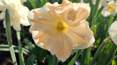 Güneşli bahar gününde çiçek açan narsis çiçeği. Narcissus çeşitliliğindeki kayısı girdabından oluşan çeşitli bir çiçek. Beyaz yaprakların üzerindeki pembe taç yaprakları kabarıklıklarla doludur ve yeşil yaprakların üzerindeki mantarlar toprakta olur.