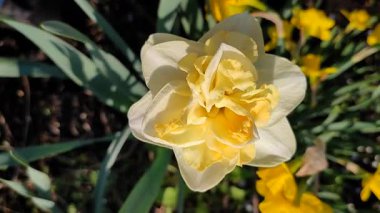 Çiçek açan nergisler güneşli bahar gününde. Narsislerin çeşitli çiçekleri Altın İnci. Sarı yapraklar, beyaz taç yaprakları, tomurcuklanma, mantarlar yeşil sapta ve yapraklar toprakta.