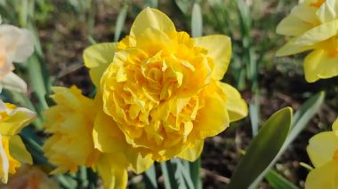 Beautiful blooming narcissus flower on sunny spring day. Varietal flower of narcissus variety Dick Wilden. Many yellow petals collected in inflorescence on green stem with leaves growing in flower bed