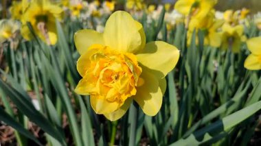 Beautiful blooming narcissus flower on sunny spring day. Varietal flower of narcissus variety Dick Wilden. Many yellow petals collected in inflorescence on green stem with leaves growing in flower bed