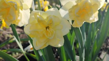 Güneşli bahar gününde açan üç nergis çiçeği. Narsislerin çeşitli çiçekleri Altın İnci. Sarı yapraklar, beyaz taç yaprakları, tomurcuklanma, mantarlar yeşil sapta ve yapraklar toprakta.