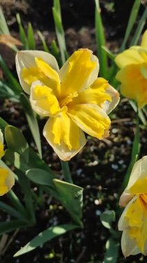 Güneşli bahar gününde çiçek açan narsis çiçeği. Varyete çiçeği narsisli Muz Splash. Beyaz yaprakların üzerine sarı yapraklar oyulmuş. Yeşil saplı erkek organlar. Dikey