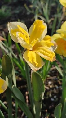 Güneşli bahar gününde çiçek açan narsis çiçeği. Varyete çiçeği narsisli Muz Splash. Beyaz yaprakların üzerine sarı yapraklar oyulmuş. Yeşil saplı erkek organlar. Dikey