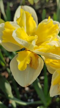 Güneşli bahar gününde çiçek açan narsis çiçeği. Varyete çiçeği narsisli Muz Splash. Beyaz yaprakların üzerine sarı yapraklar oyulmuş. Yeşil saplı erkek organlar. Dikey