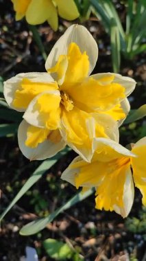 Güneşli bahar gününde çiçek açan narsis çiçeği. Varyete çiçeği narsisli Muz Splash. Beyaz yaprakların üzerine sarı yapraklar oyulmuş. Yeşil saplı erkek organlar. Dikey