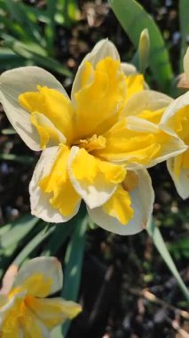 Güneşli bahar gününde çiçek açan narsis çiçeği. Varyete çiçeği narsisli Muz Splash. Beyaz yaprakların üzerine sarı yapraklar oyulmuş. Yeşil saplı erkek organlar. Dikey