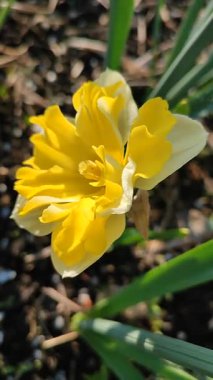 Güneşli bahar gününde çiçek açan narsis çiçeği. Varyete çiçeği narsisli Muz Splash. Beyaz yaprakların üzerine sarı yapraklar oyulmuş. Yeşil saplı erkek organlar. Dikey