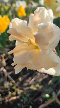 Güneşli bahar gününde çiçek açan narsis çiçeği. Narcissus çeşitliliğindeki kayısı girdabından oluşan çeşitli bir çiçek. Beyaz yaprakların üzerindeki pembe taç yaprakları dolgunluk, yeşil yaprakların üzerindeki erkeklik organları dikey.