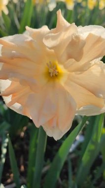 Güneşli bahar gününde çiçek açan narsis çiçeği. Narcissus çeşitliliğindeki kayısı girdabından oluşan çeşitli bir çiçek. Beyaz yaprakların üzerindeki pembe taç yaprakları dolgunluk, yeşil yaprakların üzerindeki erkeklik organları dikey.