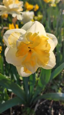Güneşli bahar gününde açan üç nergis çiçeği. Narsislerin çeşitli çiçekleri Altın İnci. Yeşil saplı ve dikey yapraklı pullu beyaz yapraklı sarı taç yaprakları.