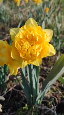 Blooming narcissus flower on sunny spring day. Varietal flower of narcissus variety Dick Wilden. Many yellow petals collected in inflorescence on green stem with leaves growing in flower bed. Vertical