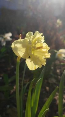 Çiçek açan güzel nergis çiçeği Bahar akşamında Sunny Side Up. Sarı narsisli yapraklar, akşam güneşi ışınlarıyla aydınlatılan yapraklarla yeşil saplı bir şişkinlik içinde toplandı. Dikey