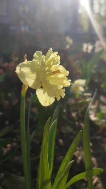 Çiçek açan güzel nergis çiçeği Bahar akşamında Sunny Side Up. Sarı narsisli yapraklar, akşam güneşi ışınlarıyla aydınlatılan yapraklarla yeşil saplı bir şişkinlik içinde toplandı. Dikey