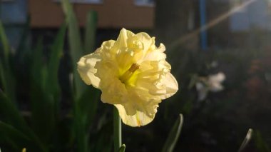 Çiçek açan güzel nergis çiçeği Bahar akşamında Sunny Side Up. Sarı narsisli yapraklar, yeşil saplı bir şişkinlik içinde toplandı. Yaprakları akşam güneşi ışınlarıyla aydınlatılıyordu..