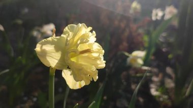 Çiçek açan güzel nergis çiçeği Bahar akşamında Sunny Side Up. Sarı narsisli yapraklar, yeşil saplı bir şişkinlik içinde toplandı. Yaprakları akşam güneşi ışınlarıyla aydınlatılıyordu..