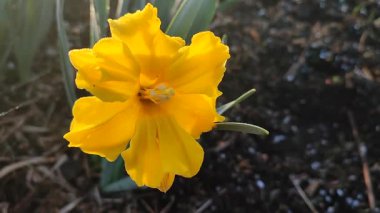 Güneşli bahar gününde çiçek açan narsis çiçeği. Narsisli çeşitli Altın Disk çiçekleri. Birçok sarı taç yaprakları çiçek tarhında yetişen yeşil sapta toplanır.