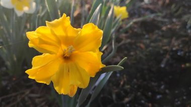 Güneşli bahar gününde çiçek açan narsis çiçeği. Narsisli çeşitli Altın Disk çiçekleri. Birçok sarı taç yaprakları çiçek tarhında yetişen yeşil sapta toplanır.