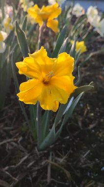 Güneşli bahar gününde çiçek açan narsisli çiçek. Narsisli çeşitli Altın Disk çiçekleri. Çiçek tarhında yetişen yapraklarla birlikte yeşil sapta birçok sarı taç yaprakları toplandı.