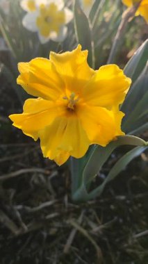 Güneşli bahar gününde çiçek açan narsisli çiçek. Narsisli çeşitli Altın Disk çiçekleri. Çiçek tarhında yetişen yapraklarla birlikte yeşil sapta birçok sarı taç yaprakları toplandı.