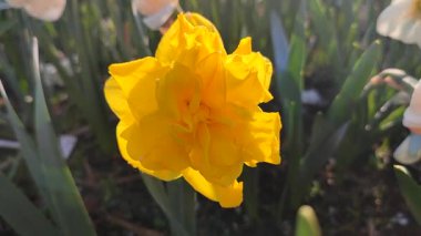 Güneşli bahar sabahında çiçek açan narsisli güzel çiçek. Narcissus 'un çeşitli çeşitleri olan Çifte Altın Madalya. Birçok sarı taç yaprakları çiçek tarhında yetişen yeşil sapta toplanır.