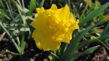 Güneşli bahar sabahında çiçek açan narsisli güzel çiçek. Narcissus 'un çeşitli denizcilerinden bir çiçek. Birçok sarı taç yaprakları çiçek tarhında yetişen yeşil sapta toplanır.