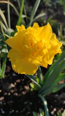 Güneşli bahar sabahında çiçek açan narsisli güzel çiçek. Narcissus 'un çeşitli denizcilerinden bir çiçek. Çiçek tarhında yetişen yeşil sapta birçok sarı taç yaprakları toplandı.