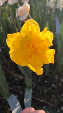 Güneşli bahar sabahında çiçek açan narsisli güzel çiçek. Narcissus 'un çeşitli denizcilerinden bir çiçek. Çiçek tarhında yetişen yeşil sapta birçok sarı taç yaprakları toplandı.