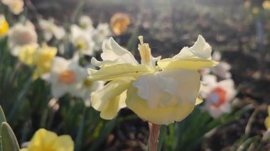 Çiçek açan sarı nergis çiçekleri sabah çiğ damlalarıyla birlikte sabah güneşinin ışıltılarıyla aydınlanan ve güneşli baharda toprakta büyüyen narsislerin arka planında.