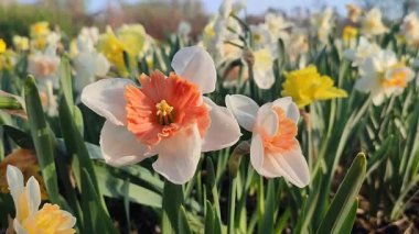 Çiçek açan nergis çiçekleri, beyaz ve turuncu kırmızı yapraklı ayaklanmalar, arkaplandaki narsist çiçeklerin sabah çiğ damlaları ve güneşli baharda bahçedeki çayırlarda yetişen çiyeler..