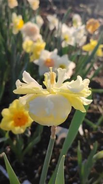 Çiçek açan sarı nergis çeşidi. Güneşli baharda güneş ışınları tarafından aydınlatılan ve zeminde büyüyen bulanık narsislerin arka planındaki yaprakların üzerindeki sabah çiğ taneleriyle birlikte. Dikey.