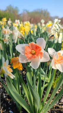 Çiçek açan nergis çiçeği çeşitleri, beyaz ve turuncu kırmızı yapraklı kırmızı yapraklar ve narsislerin arka planında sabah çiği damlaları ve güneşli baharda bahçedeki çayırlarda yetişiyor. Dikey