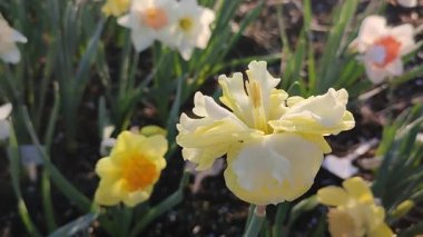 Çiçek açan sarı nergis çeşidi. Güneşli bir bahar sabahı toprağın altında yetişen bulanık narsislerin arka planında sabah çiğ taneleri ile Sunny Side Up.