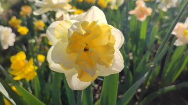 Çiçek açan nergis çiçeği çeşidi sarı yapraklı yeşil yapraklı sarı inciler narsist çiçeklerin arka planında yapraklar ve güneşli baharda bahçedeki çayırda yetişen yapraklar..