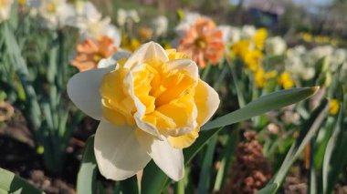 Çiçek açan nergis çiçeği çeşidi sarı yapraklı yeşil yapraklı sarı inciler narsist çiçeklerin arka planında yapraklar ve güneşli baharda bahçedeki çayırda yetişen yapraklar..