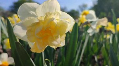 Çiçek açan nergis çiçeği çeşidi sarı yapraklı yeşil yapraklı sarı inciler narsist çiçeklerin arka planında yapraklar ve güneşli baharda bahçedeki çayırda yetişen yapraklar..