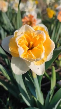 Çiçek açan nergis çiçekleri, beyaz turuncu yapraklı, narsislerin arka planında yeşil saplı ve güneşli baharda bahçedeki çayırlarda yetişen sarı inciler. Dikey