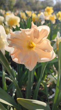 Çiçekli nergis çiçeği çeşidi kayısı Girdabı beyaz pembe taç yapraklarıyla narsisli çiçeklerin arka planında ergenlik çiçekleri ve güneşli bahar günlerinde bahçedeki çayırlarda yetişiyor. Seçme. Dikey