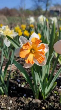 Güneşli bahar gününde çiçek açan narsisli çiçek. Narsisli çeşitli Shrike çiçekleri. Beyaz yapraklar üzerinde turuncu taç yaprakları. Yeşil sapta mantarlar ve yerde dikey yapraklar.