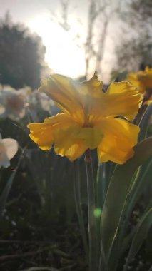 Çiçek açan narsisli çeşitli Altın Disk. Bahçedeki çayırlarda yetişen nergis çiçeğinin arka planında yeşil saplı ereksiyonlu sarı yapraklar. Parlak güneş ışınları Dikey