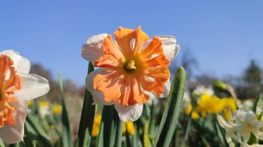 Narcissus Shrike türünün güzel çiçekleri. Parlak turuncu yapraklar, beyaz yapraklar, yeşil gövdeler, güneşli bahar gününde bahçede mavi gökyüzüne karşı. Çiçeklerin seçimi ve üretimi