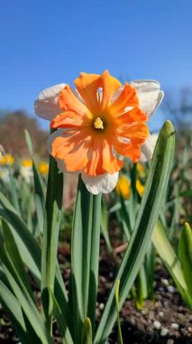 Narcissus Shrike türünün güzel çiçekleri. Parlak turuncu yapraklar beyaz yapraklar yeşil saplar yerde mavi gökyüzü güneşli bahar gününde. Dikey olarak çiçeğin seçimi ve üremesi