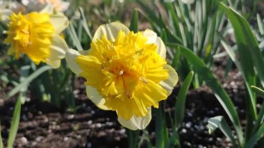 Narcissus türü Full House 'un çiçek açan çiçeği. Sarı taç yaprakları açık sarı yapraklar yeşil bir sapın üzerinde bahçede güneşli bir bahar gününde kapanıyor. Çiçeklerin seçimi ve üretimi
