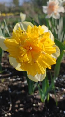 Narcissus türü Full House 'un çiçek açan çiçeği. Sarı yapraklar açık sarı yapraklar yeşil yapraklar yeşil saplar bahçede güneşli bir bahar gününde kapanıyor. Çiçeklerin seçimi ve üremesi dikey