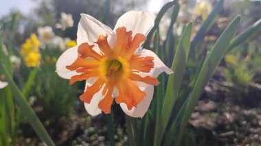 Narcissus türünün güzel çiçekleri Shrike 'ın yakın çekimi. Yeşil saplı beyaz yapraklı parlak turuncu yapraklar, güneşli bahar gününde bahçede çiçek tarhında yapraklar. Doğa