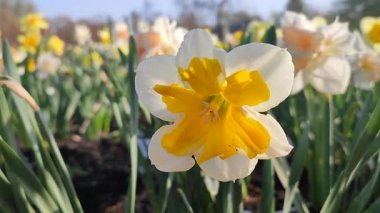 Çiçek açan nergis çeşitleri beyaz ve turuncu yapraklı Split Corona Portakalları arka planda bulanık narsisli çiçekler ve güneşli bahar günü bahçedeki çayırlarda yetişen erkek yaprakları.