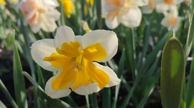 Çiçek açan nergis çeşitleri beyaz ve turuncu yapraklı Split Corona Portakalları arka planda bulanık narsisli çiçekler ve güneşli bahar günü bahçedeki çayırlarda yetişen erkek yaprakları.