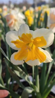 Çiçek açan nergis çeşitleri beyaz turuncu yapraklı Split Corona Portakalları arka planda bulanık narsisli çiçekler ve güneşli baharda bahçedeki çayırlar dikey