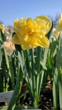 Çiçekli nergis çiçekleri, sarı yapraklı sarı yapraklı denizciler. Arka planda bulanık narsisli çiçekler ve mavi gökyüzü var. Güneşli bahar günlerinde bahçedeki çayırlarda büyüyorlar. Dikey